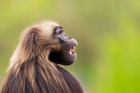 Gelada (Theropithecus gelada) male, portrait, captive, distribution africa
