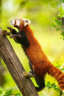 Red panda (Ailurus fulgens) walking on a branch, Germany