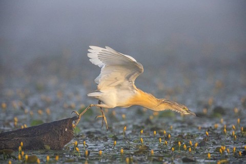 Squacco Heron (Ardeola ralloides) in the fog Hungary