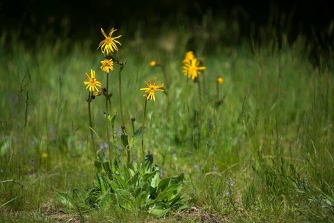 Arnica Montana, Arnica, Asteraceae, Mountain Welfare Rental, Daisy, Flora, Leopard's Bane, Mountain