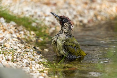Green woodpecker, green woodpecker, picus viridis, bath, bird bath, birds, piciformes, woodpeckers,