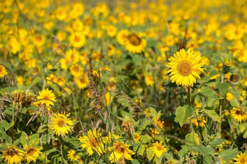 Asteraceae, annual sunflower, common sunflower, helianthus annuus, daisy, common sunflower, flora,