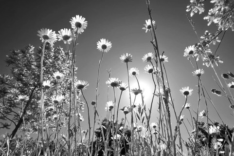 Black-and-white photograph of daisies (Leucanthemum) taken from a low angle against a brilliant