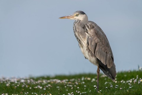 Ardea cinerea, heron, gray heron, birds, ciconiiformes, herons, walking birds, wading birds, birds