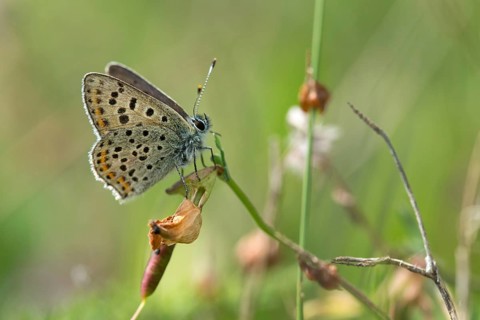 Brown moth, Lycaena tityrus, sulfur bird, sooty purple-edged copper, birds, butterfly, insects,