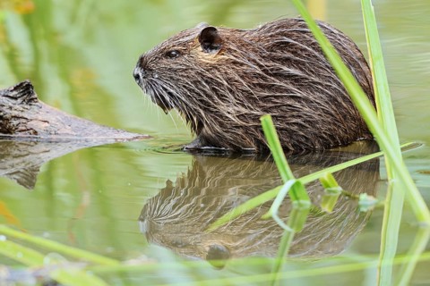 Nutria or coypu (Myocastor coypus), juvenile, North Rhine-Westphalia, Germany, invasive species in
