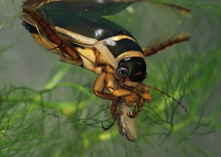 Dytiscus marginalis, yellow-burn beetle, great diving beetle, aquatic, beetle, prey, capture,