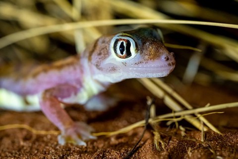 Palmato gecko (Pachydactylus rangei), night shot, NamibRand Nature Reserve, Namib Desert, Namibia