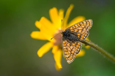 Bite tick moth, arnica montana, arnica, asteraceae, mountain welfare rental, euphydryas aurinia,
