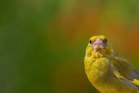 Eurasian greenfinch (Chloris chloris) adult male bird head portrait, England, United Kingdom