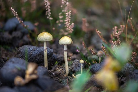 Agaricus coprophilus, Deconica coprophila, dung-bald head, geophila coprophila, dung bald head,