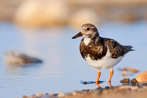 Ruddy turnstone (Arenaria interpres), Fuerteventura, Canary Islands, Spain