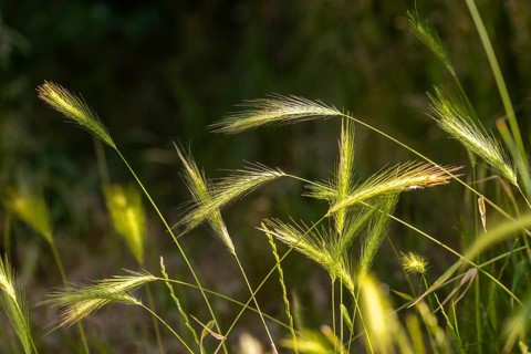 Hordelymus europaeus, forest barley, wood barley, flora, plants, plants