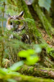 One long-eared owl (Asio otus), sitting on a branch of a tree, between green leaves