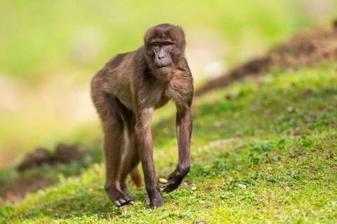 Gelada (Theropithecus gelada) female walking over a meadow, captive, distribution africa