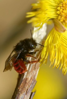 Apidae, bees, hymenoptera, mason bee, osmia bicornis, osmia rufa, red mason bee, high size,