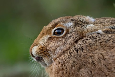 European brown hare (Lepus europaeus) adult animal head portrait, England, United Kingdom