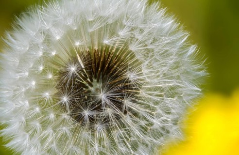 Asteraceae, common dandelion, daisy, dandelion, dandelion, dandelion, taraxacum officinale agg.,