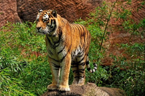A pair of Siberian tigers (Panthera tigris altaica) with wet fur on a tree trunk, Nuremberg Zoo, Am