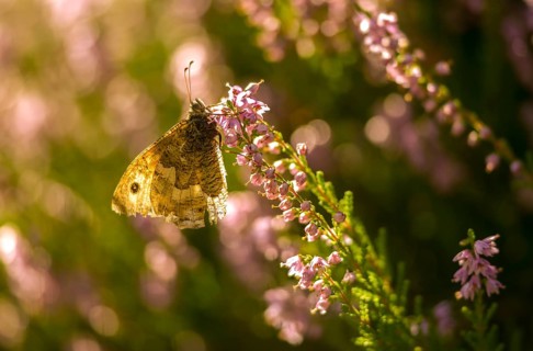 Brandenburg, Germany, heather, Hipparchia Semele, Nabu, Nabu project, national natural heritage,