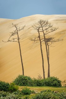 Dead trees in front of the Dune du Pilat near Arcachon on the Atlantic, France