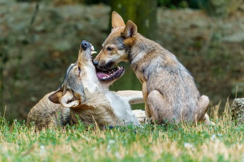 Timberwolf, wolf, American wolf (Canis lupus lycaon), Germany: Two wolves play gently with one