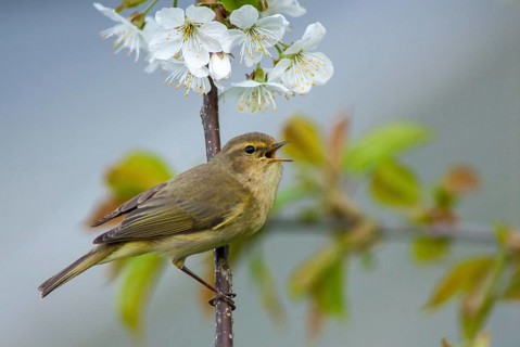 Chiffchaff, phylloscopus collybita, zilpzalp, birds, spring, song, passeri, singing, songbirds,