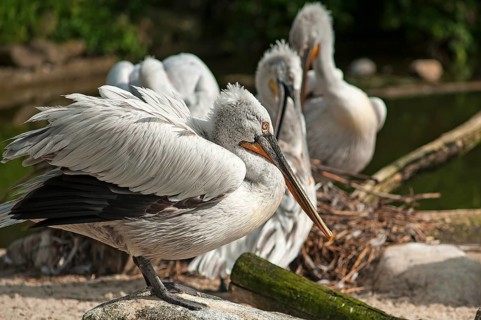 Dalmatian pelican (Pelecanus crispus) on a water island, Captive, Germany