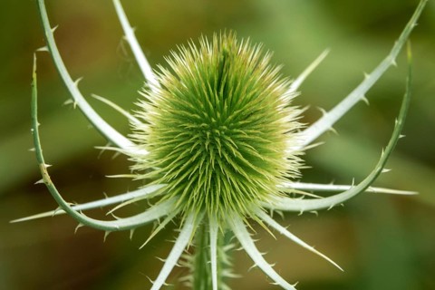 Wild teasel (Dipsacus fullonum), Baden-Württemberg, Germany