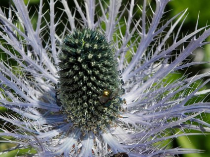 Close-up of a thistle-like plant, Alpine sea holly (Eryngium alpinum), with an insect in the