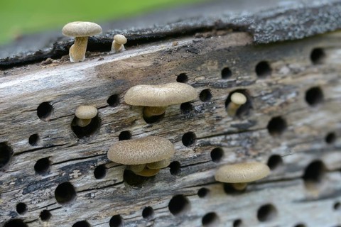 Borstrand stalk porling, Lentinus arcularius, Polyporellus arcularius, Polyporus anisoporus,
