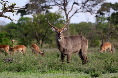 Elliptical waterbuck (Kobus ellipsiprymnus), adult, male, standing, alert, Kruger National Park,