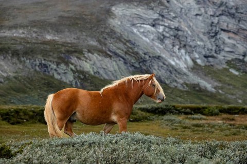 Brown horse standing in a meadow in front of a rocky mountain landscape, Norwegian fjord horses, in