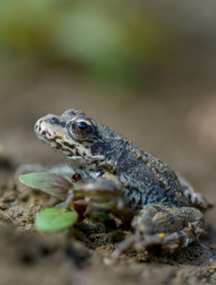 Common frog, common frog, rana temporaria, amphibians, amphibians, frog, frogs, high size, portrait