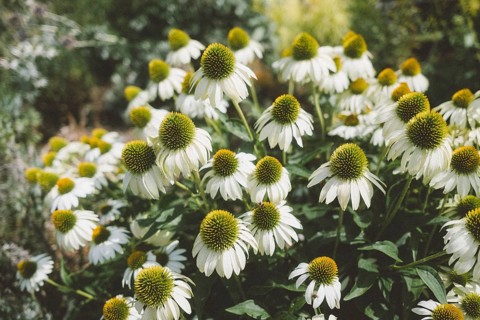 Echinacea Purpurea Alba, also known as white coneflower, Baden-Württemberg, Germany