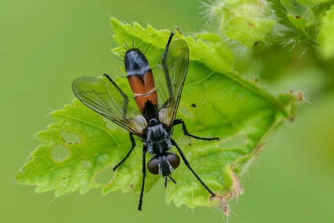 Cylindromyia spec., caterpillar fly spec., diptera, insects, insects, two-winged birds