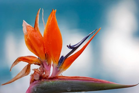 Bird-of-paradise flower (Strelitzia reginae), Cyprus
