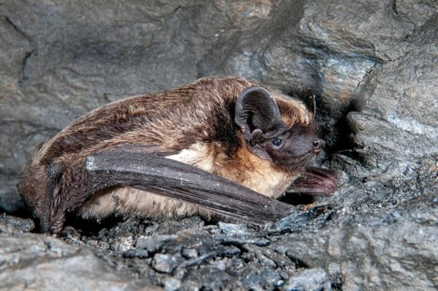 Leather-winged bat, parti-coloured bat, vespertilio murinus, bicolor bat, chiroptera, bats,