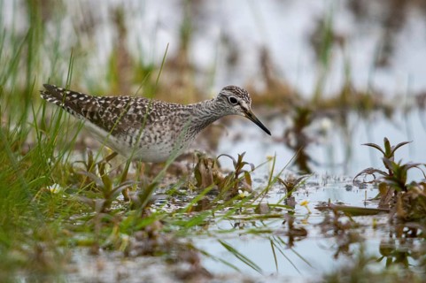 Bruchwasserlaeufer, tringa glareola, wood sandpiper, birds, charadriiformes, limikolen, snipe