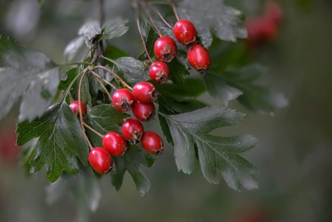 Crataegus monogyna, hawthorn, hawthorn, rosaceae, rose family, hawthorn, common hawthorn, flora,