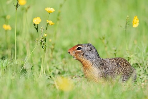 Columbia ground squirrel (Urocitellus columbianus, Spermophilus columbianus) in a flower meadow,