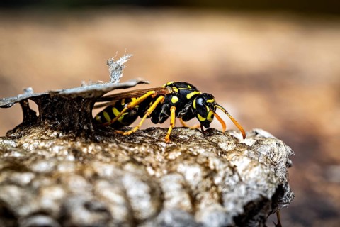 A wasp crawling over a structured nest, blurred in the background, field wasps on their abandoned