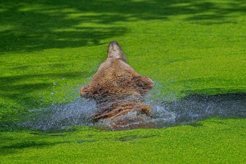European brown bear (Ursus arctos) cooling down, chilling in water of pond covered in duckweed and
