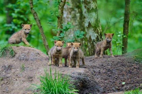 Young wolves explore their wooded surroundings with curiosity, Wolf (Canis lupus), Germany
