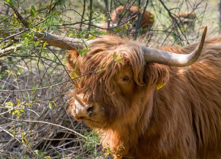 Artiodactyla, bos primigenius f. taurus, even-toed ungulate, highland cattle, kyloe, cloven-hoofed,