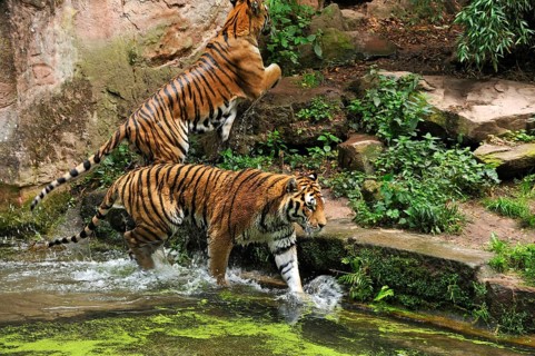 Siberian tigers (Panthera tigris altaica) emerge from the water trench at Nuremberg Zoo, Am