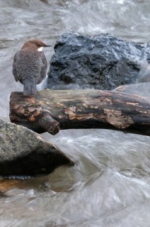 Cinclus cinclus, dippers, birds, high size, portrait, passeri, songbirds, songbirds, birds
