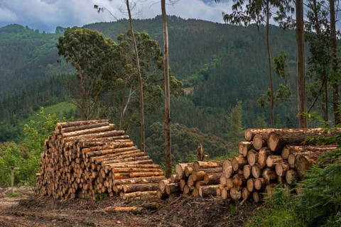 Clearing of forest areas in northern Spain