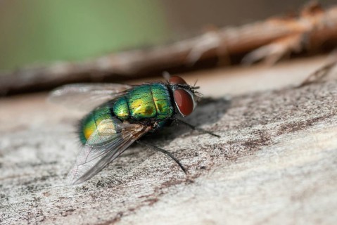 Calliphoridae, goldfly, Lucilia spec.1, blowfly, blowflies, diptera, insects, two-winged birds