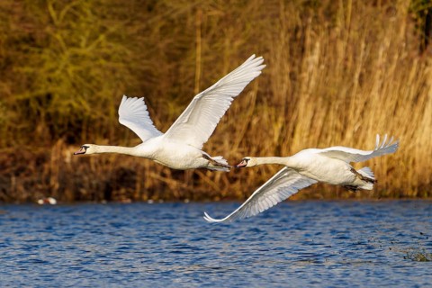 Mute swan (Cygnus olor), wildlife, Germany, Two swans fly in unison over the water with their wings